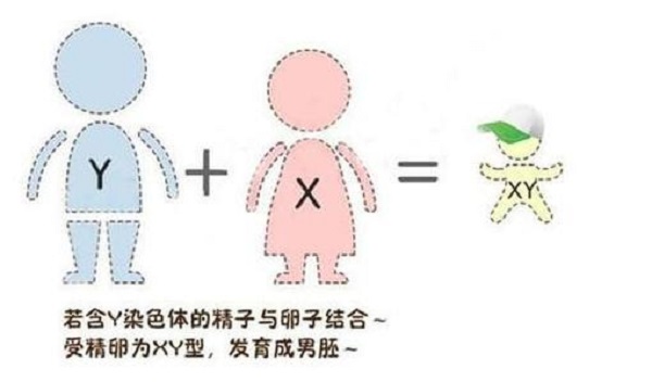 生育二胎如愿儿女双全，第三代试管婴儿帮您实现