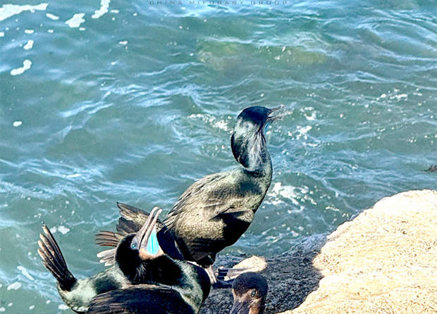 赴美生子待产时光|海边游玩